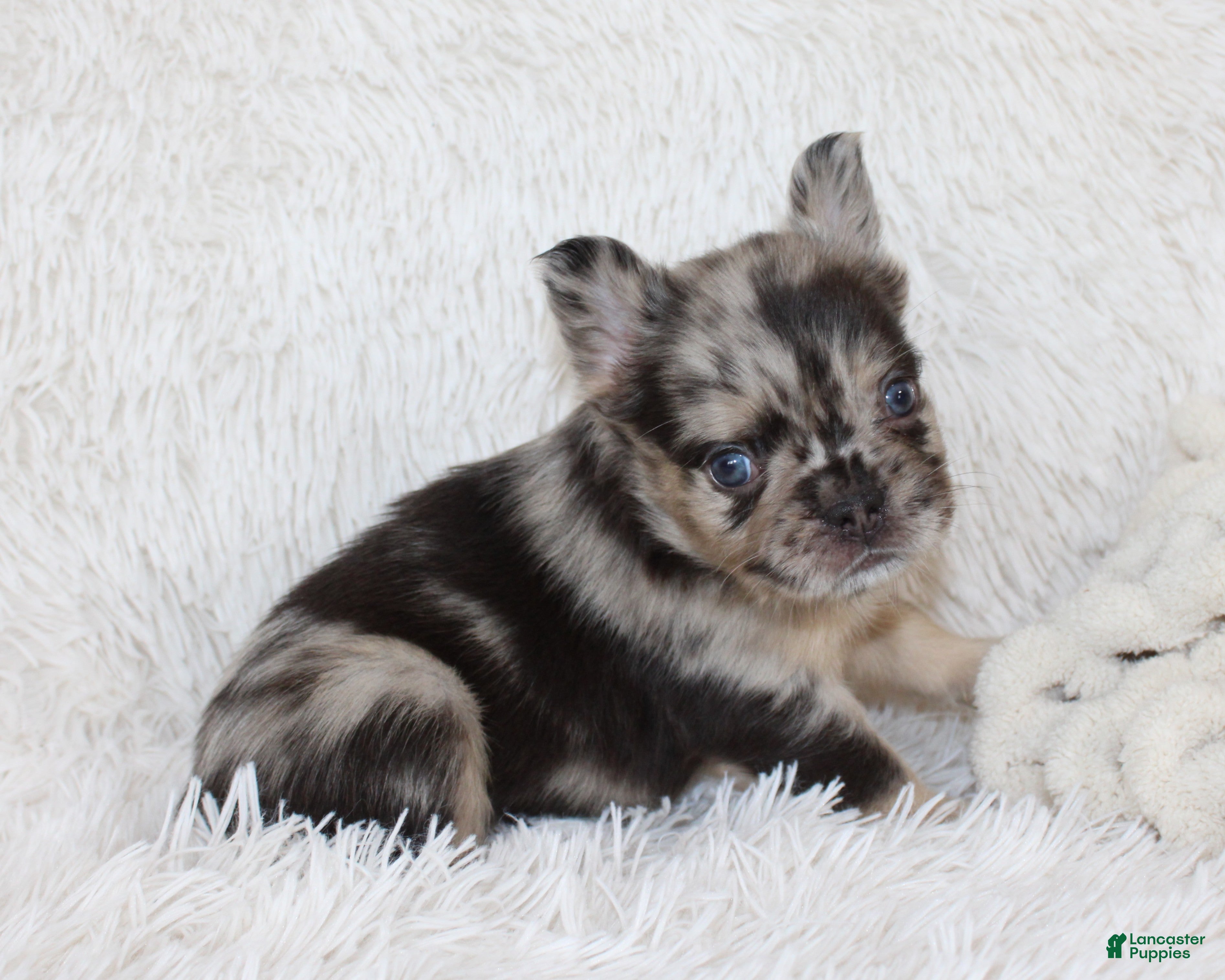 French Bulldog dogs Jude - Ad 1