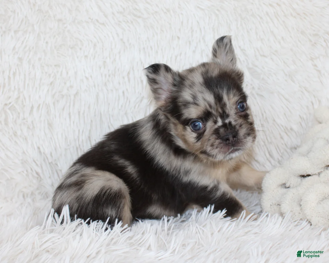 French Bulldog dogs for sale: Jude - Ad 1