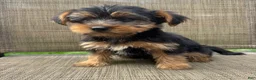 Yorkshire Terrier dogs for sale: Max - Ad 3