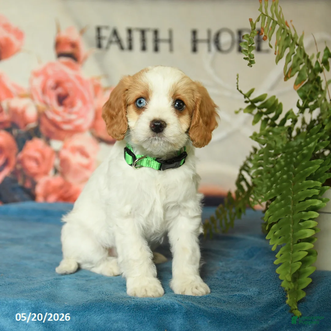 Cavapoo dogs for sale: Molly - Ad 1