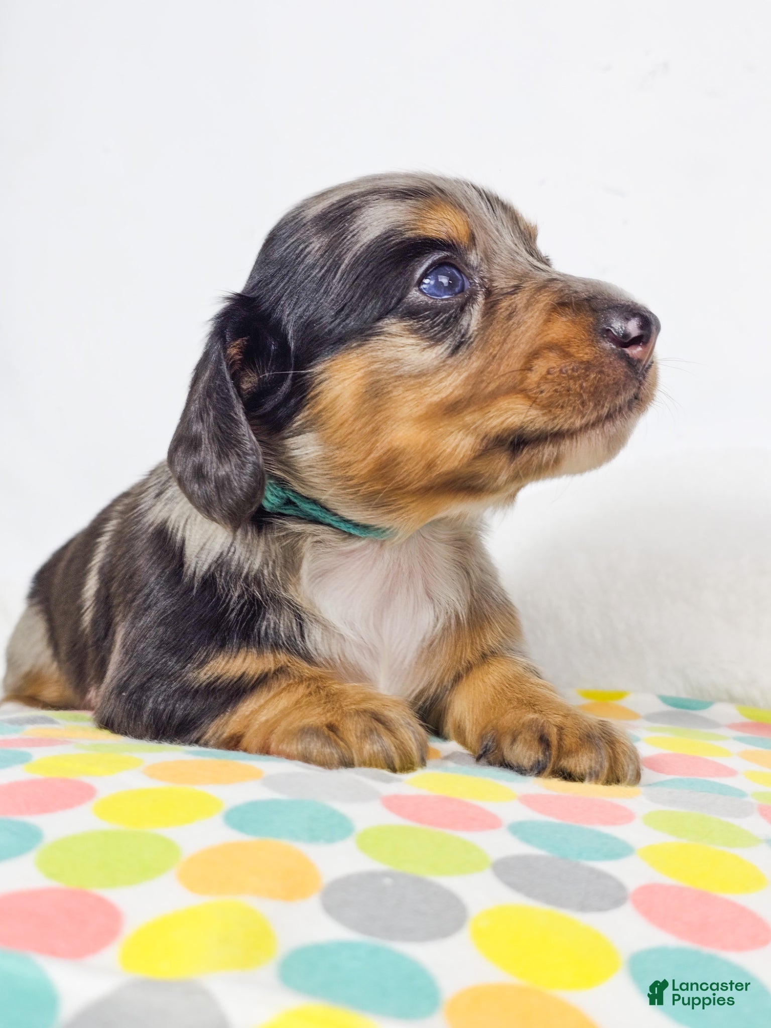 Miniature Dachshund dogs Tulip - Ad 15