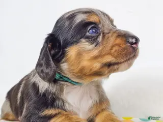 Miniature Dachshund dogs Tulip - Ad 15