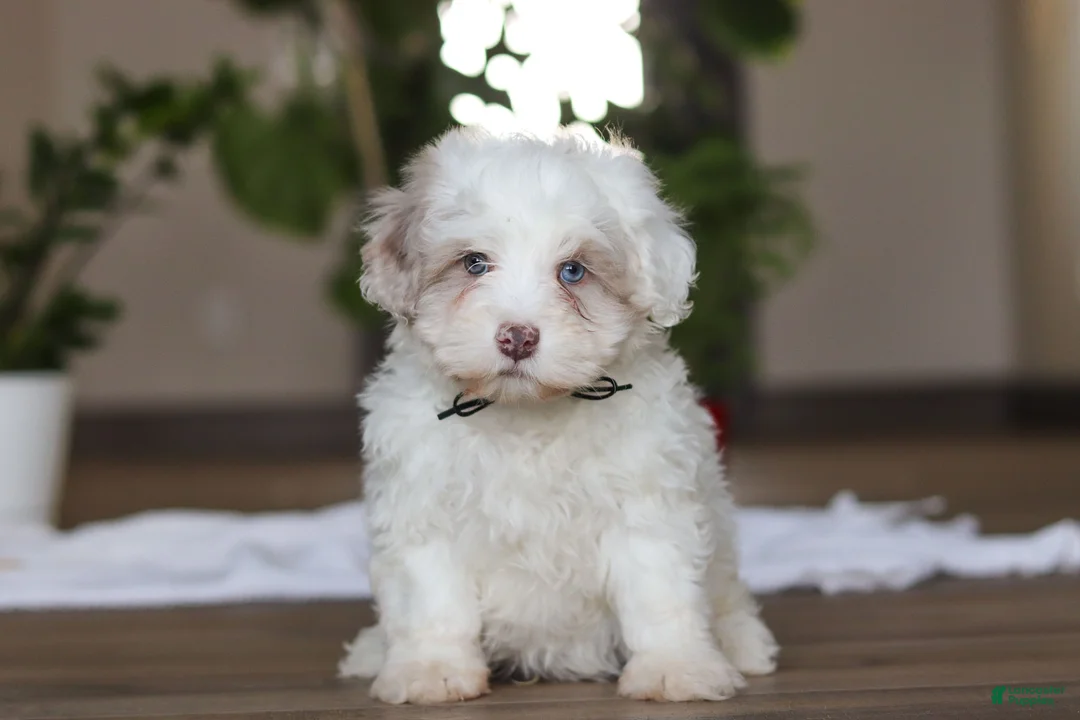 Havapoo dogs for sale: Marshall - Ad 1