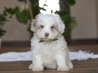 Havapoo dogs Marshall - Ad 16