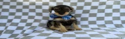 Miniature Schnauzer dogs for sale: Alex - Ad 4