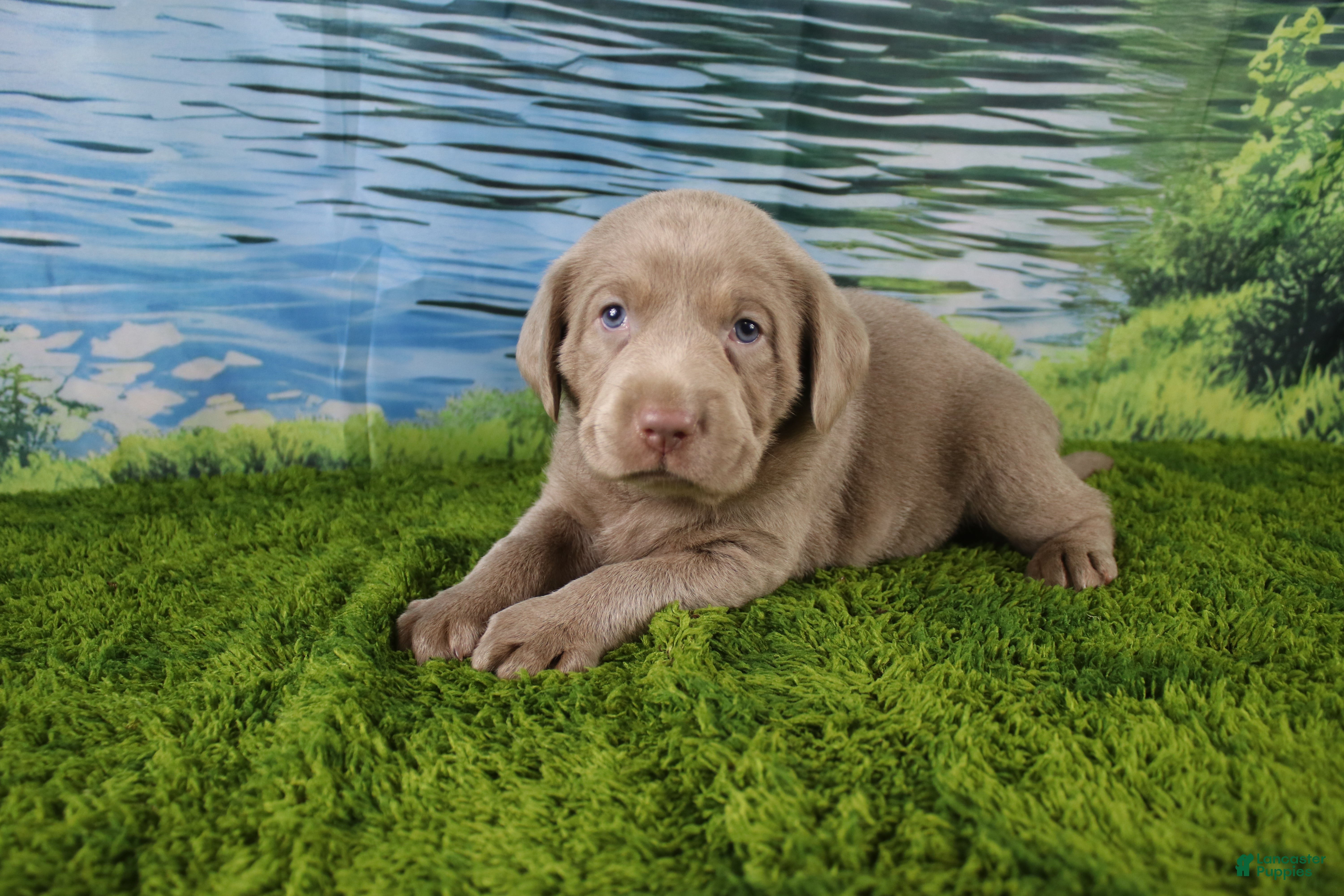 Labrador Retriever dogs Ember - Ad 27
