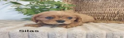 Cavalier King Charles Spaniel dogs for sale: Silas - Ad 3