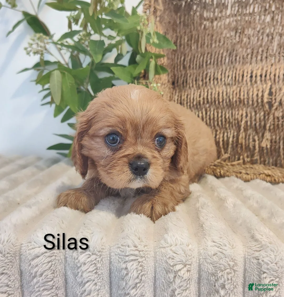 Cavalier King Charles Spaniel dogs for sale: Silas - Ad 3