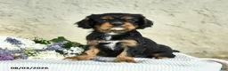 Cavalier King Charles Spaniel dogs for sale: Cody - Ad 5