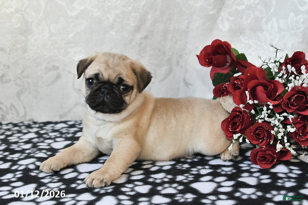 Pug dogs for sale: Miami - Ad 4