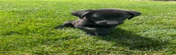 Labrador Retriever dogs for sale: Misty - Ad 4