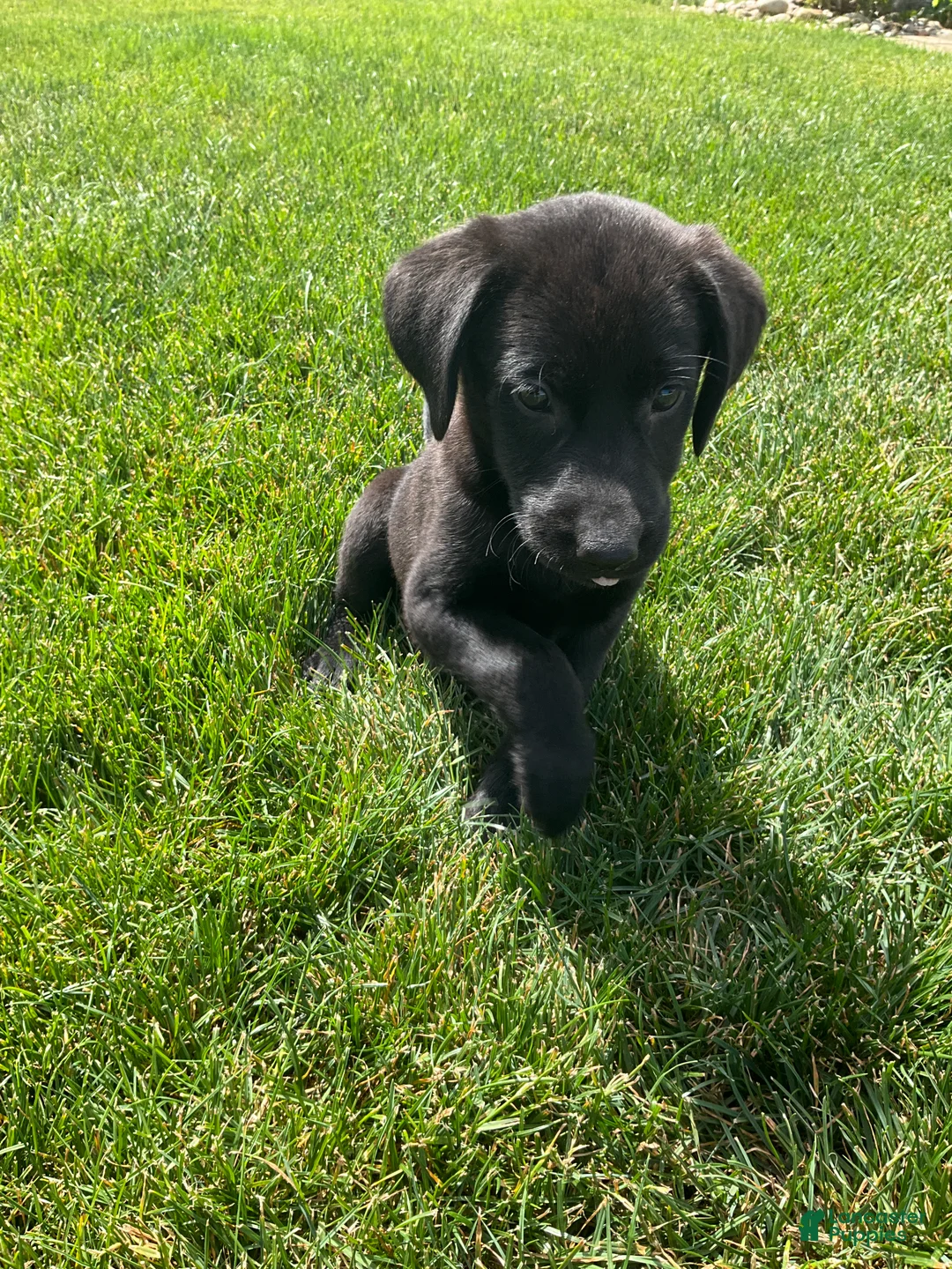 Labrador Retriever dogs for sale: Misty - Ad 4