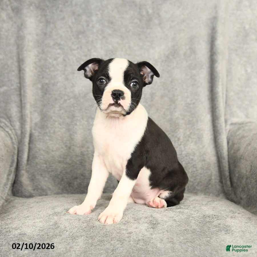 Boston Terrier dogs Blossom - Ad 2