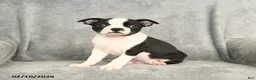 Boston Terrier dogs for sale: Blossom - Ad 2
