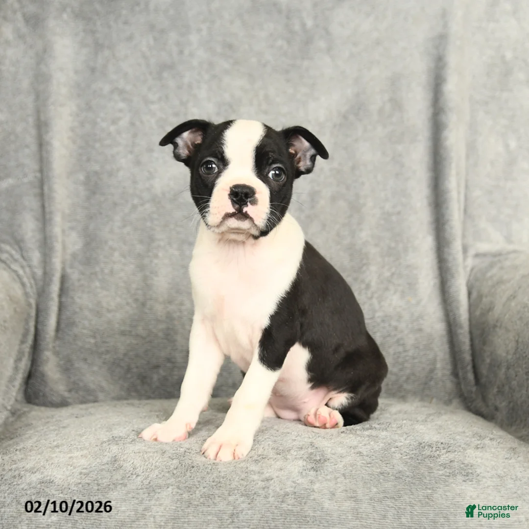 Boston Terrier dogs for sale: Blossom - Ad 2