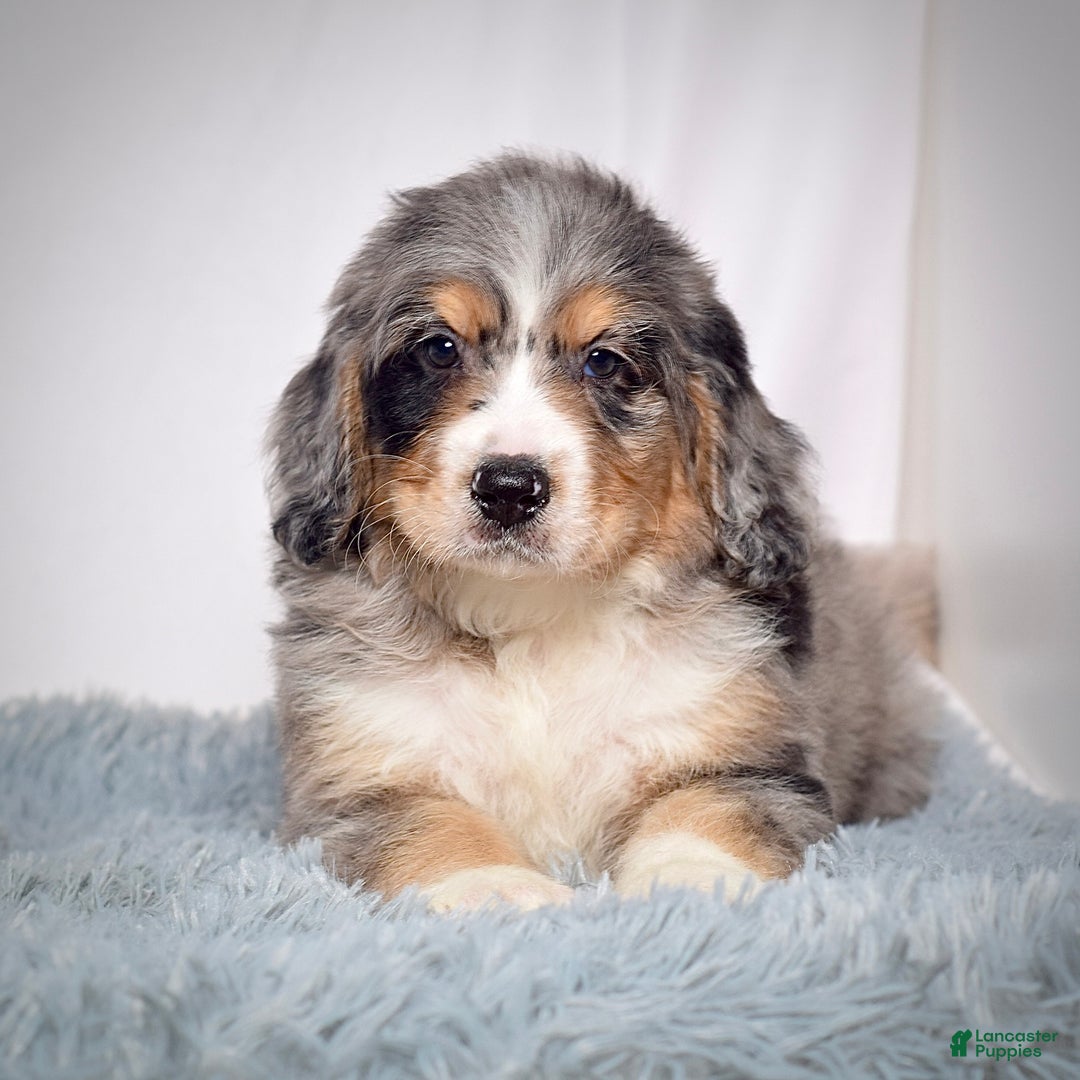 Bernedoodle dogs for sale: Mr. Teddy - Ad 3
