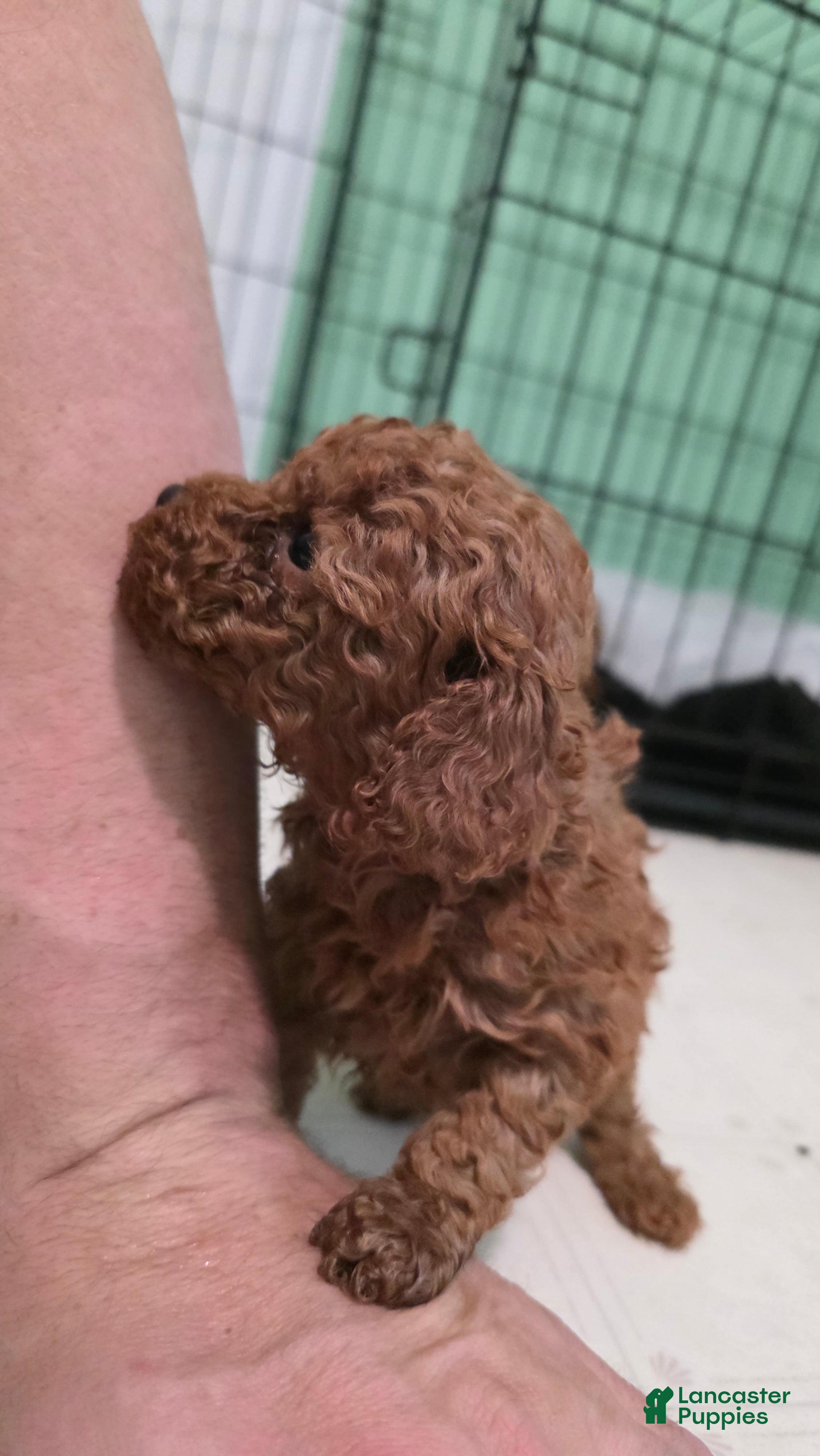 Toy Poodle dogs Toy Poodle Puppy 1 - Ad 1