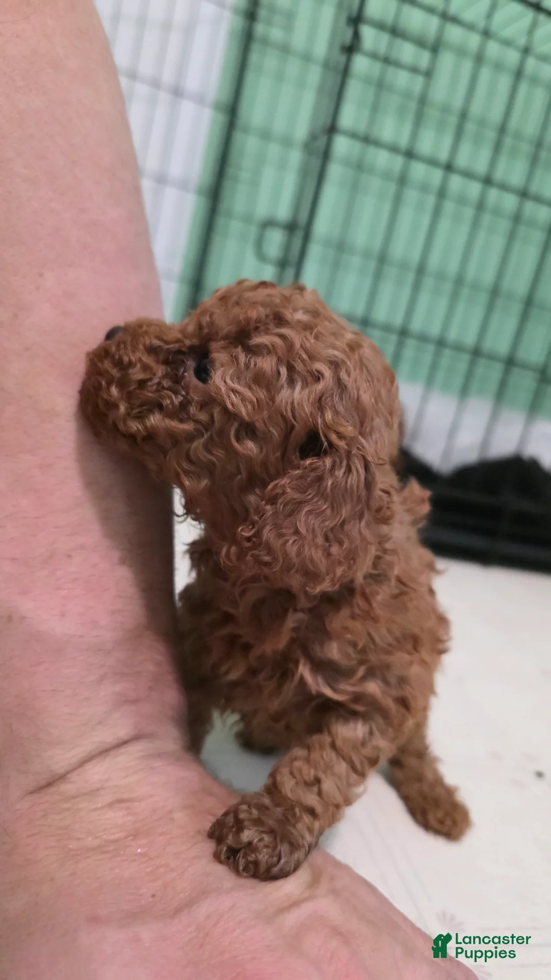 Toy Poodle dogs for sale: Toy Poodle Puppy 1 - Ad 1