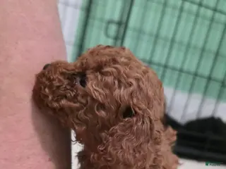 Toy Poodle dogs for sale: Toy Poodle Puppy 1 - Ad 3