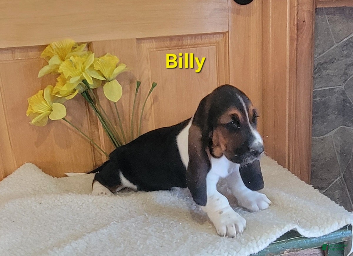 Basset Hound dogs Billy - Ad 1