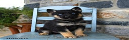 Gerberian Shepsky dogs for sale: Pierce - Ad 4