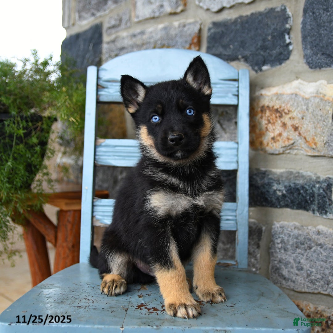 Gerberian Shepsky dogs for sale: Pierce - Ad 4