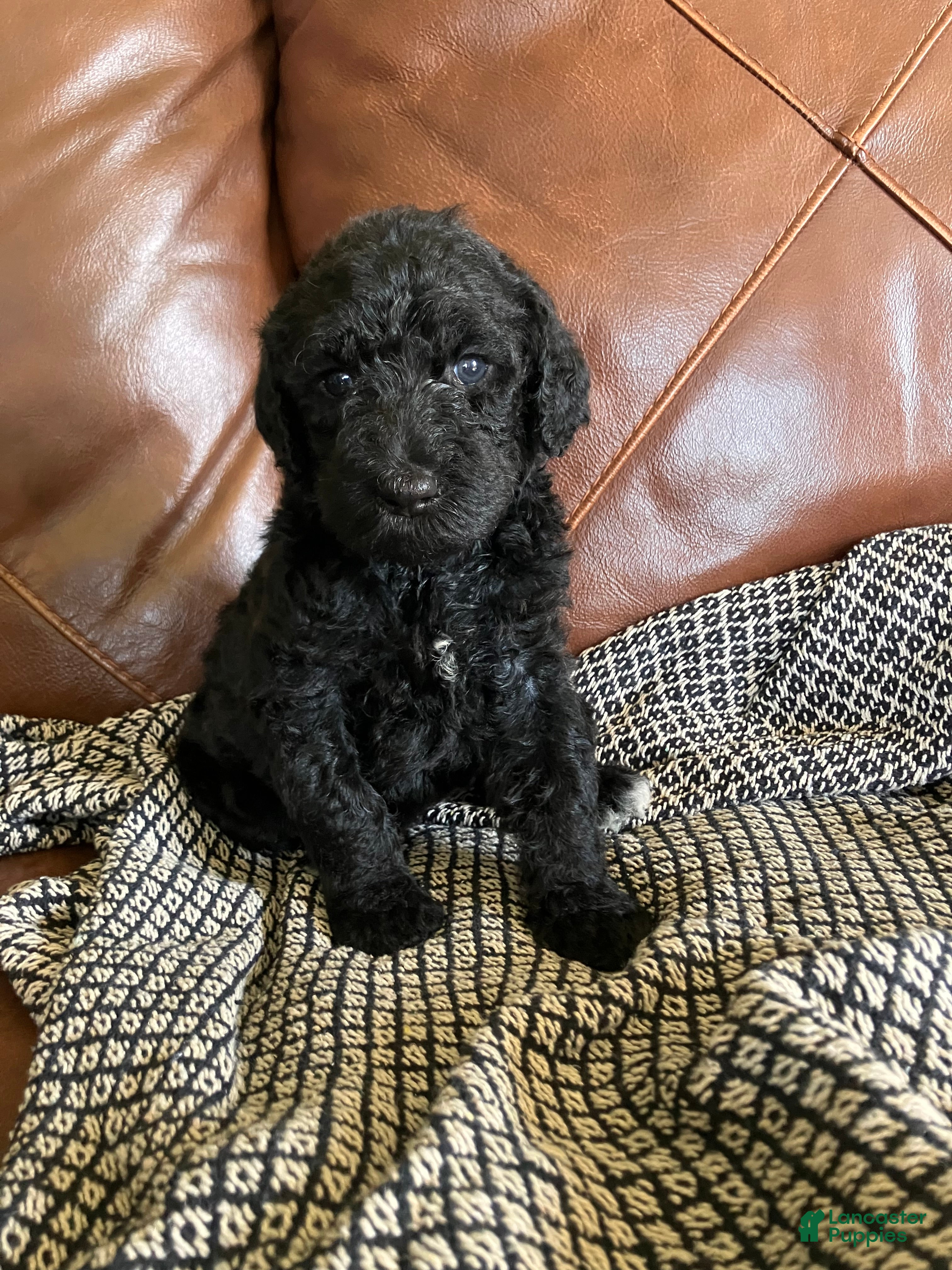 Labradoodle dogs Fiona - Ad 2