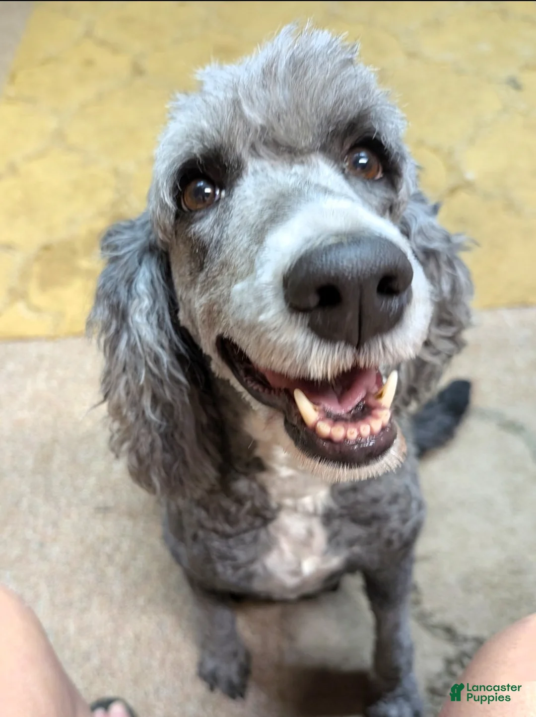 Sheepadoodle dogs for sale: Brown collar  - Ad 4