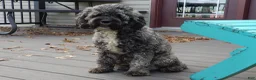 Cockapoo dogs for sale: Amie - Ad 8