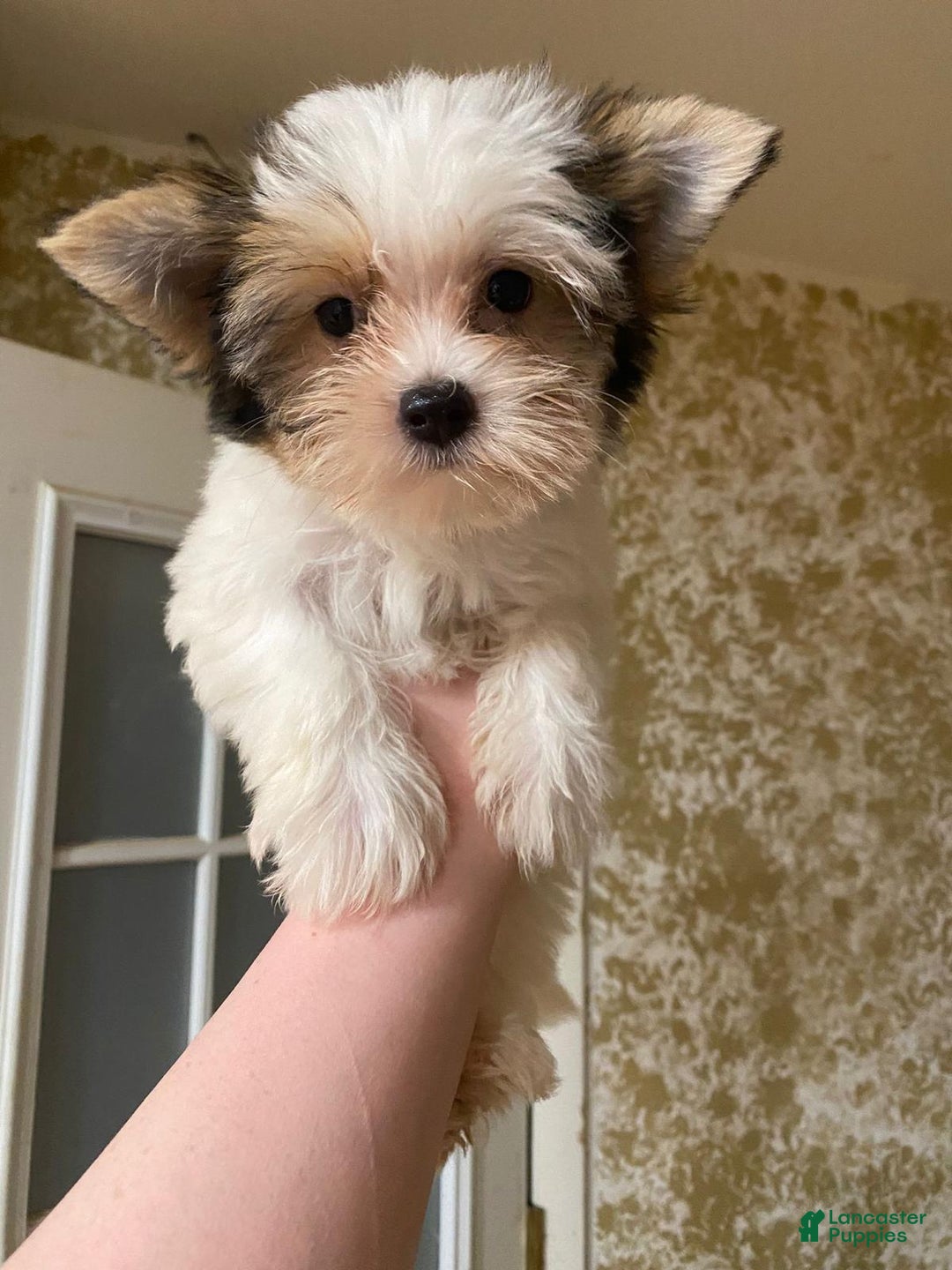 Biewer Terrier dogs for sale: Puppy - Ad 2