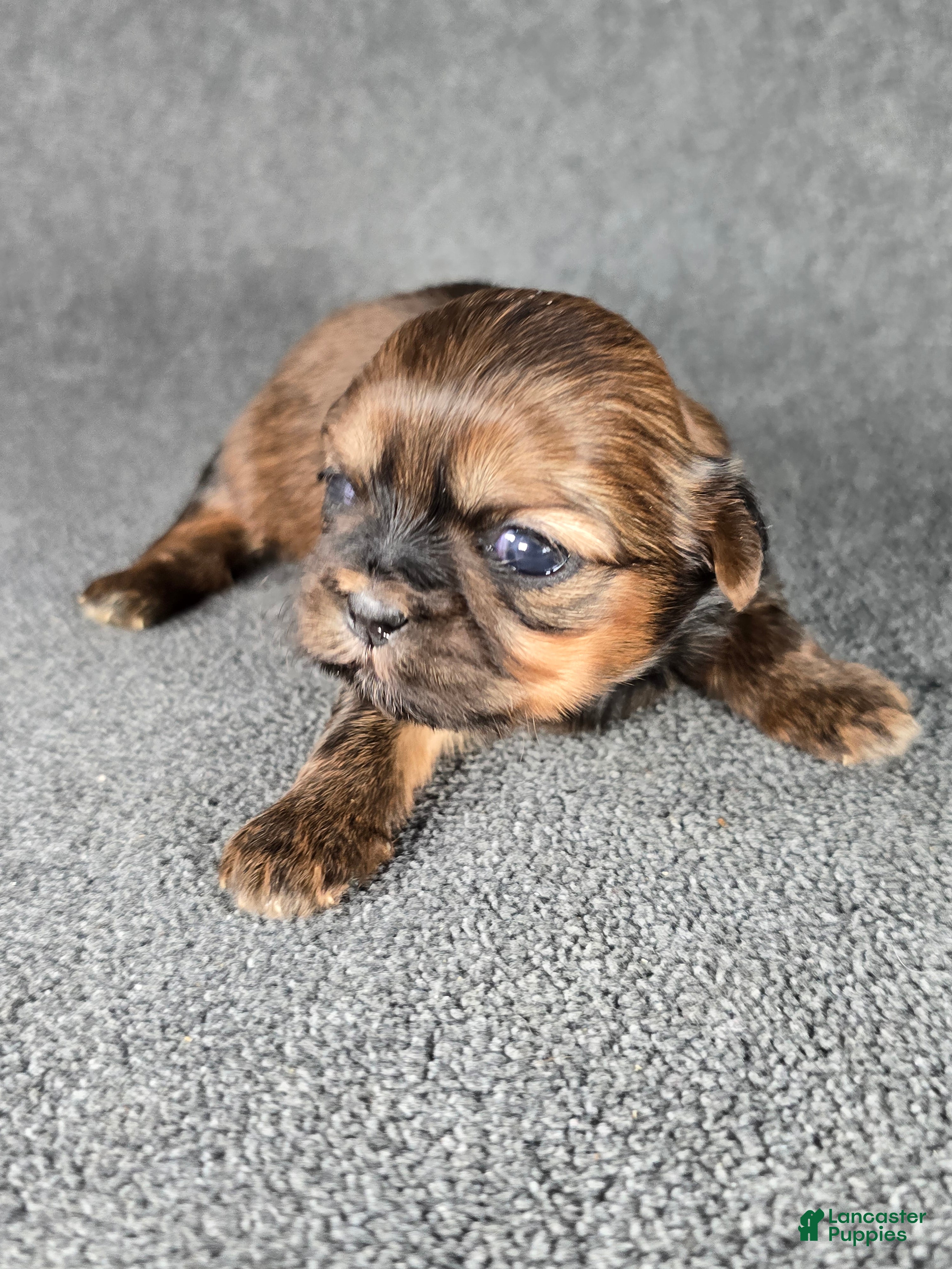 Shih Tzu dogs for sale: Dolly - Ad 4