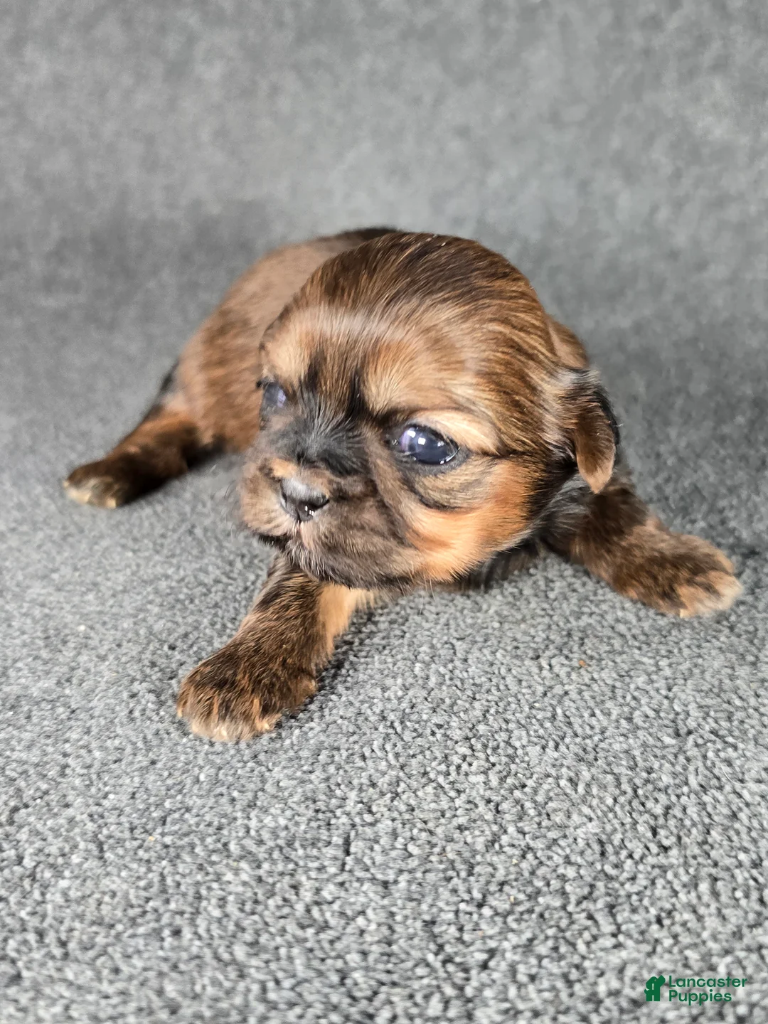 Shih Tzu dogs for sale: Dolly - Ad 1