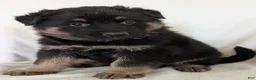 German Shepherd dogs for sale: Mack - Ad 6