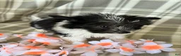 Maltipom dogs for sale: Lola - Ad 2