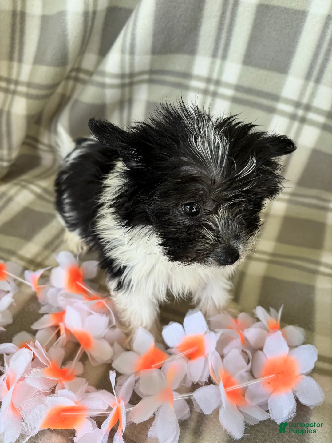 Maltipom dogs for sale: Lola - Ad 2