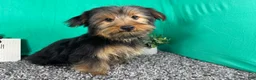 Yorkshire Terrier dogs for sale: Yorkshire Terrier 1 - Ad 9
