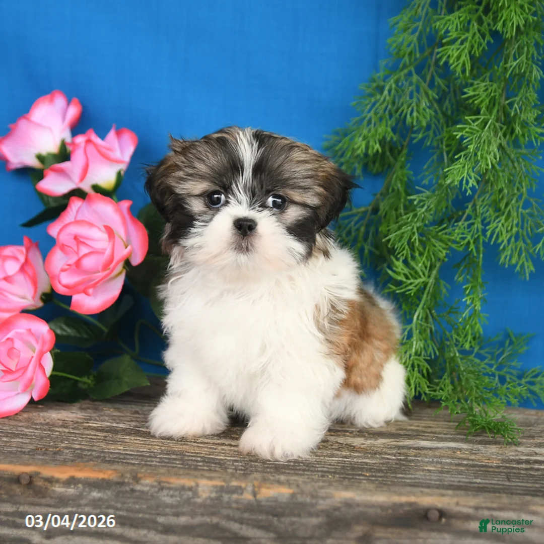 Shih Tzu dogs for sale: Buddy - Ad 2