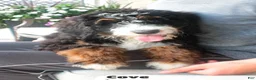 Bernedoodle dogs for sale: Cove - Ad 3
