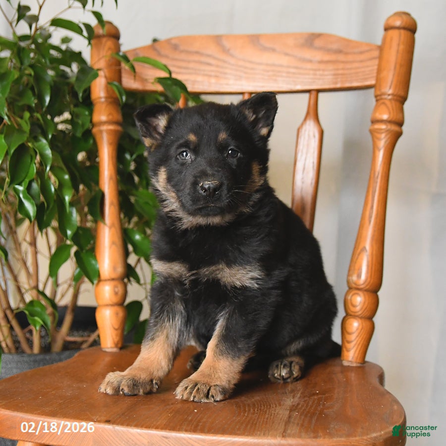 German Shepherd dogs Molly - Ad 1
