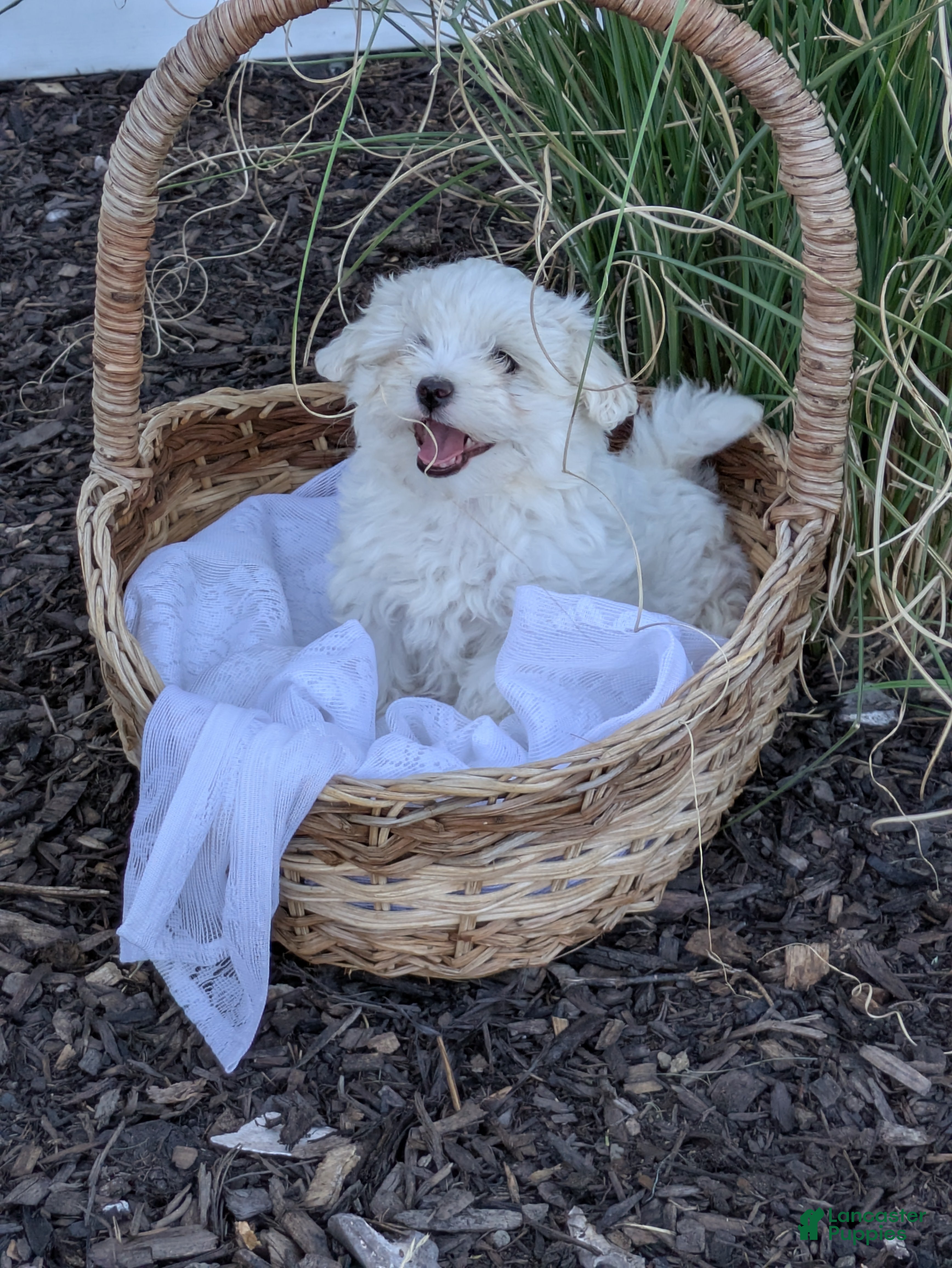 Mixed Breed dogs Sari - Ad 12
