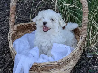 Mixed Breed dogs Sari - Ad 12