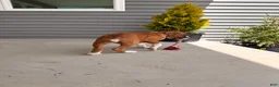Boxer dogs for sale: Champ  - Ad 2