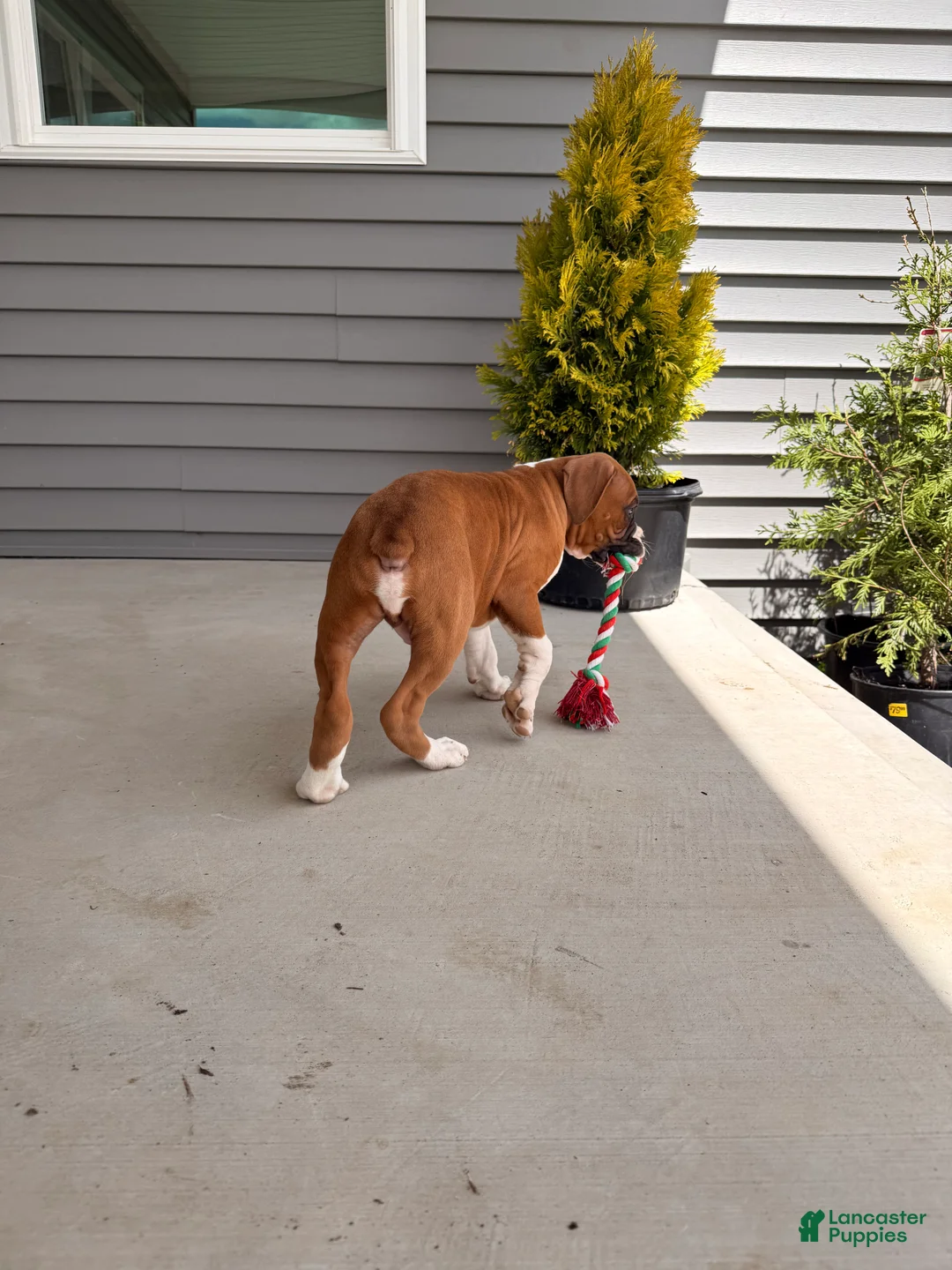 Boxer dogs for sale: Champ  - Ad 2