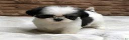 Shih Tzu dogs for sale: Lexi - Ad 4