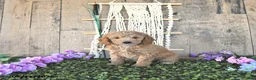 Mini Goldendoodle dogs for sale: Starlight - Ad 4