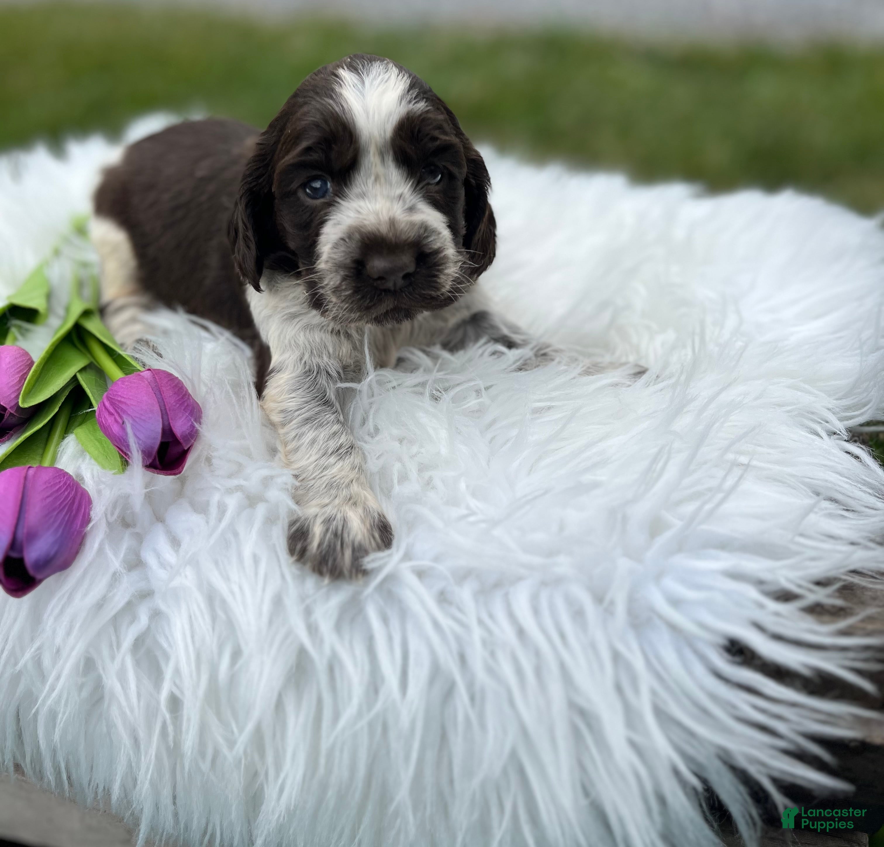 English Springer Spaniel dogs Disney - Ad 1