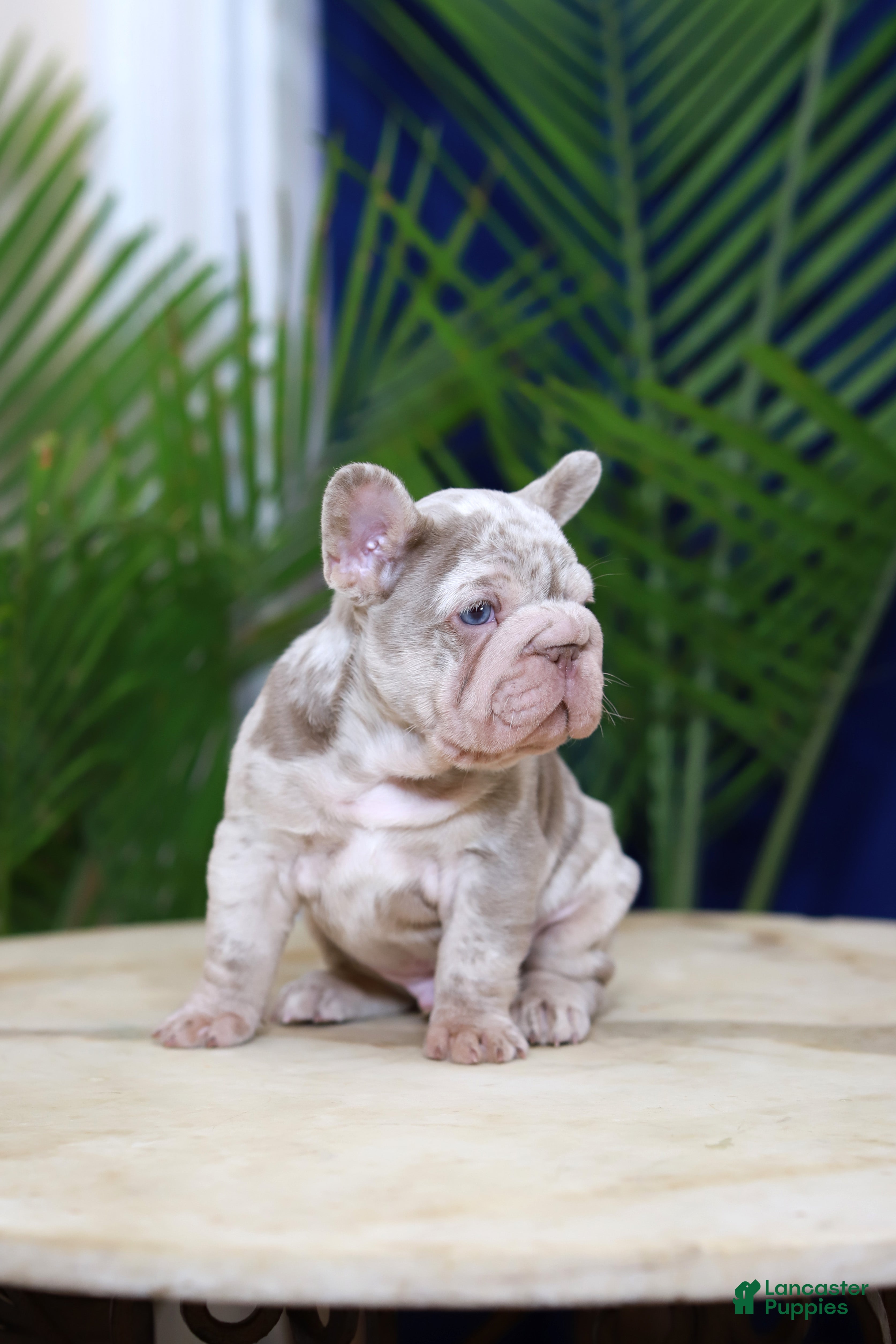 French Bulldog dogs Martin  - Ad 20