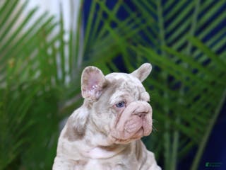 French Bulldog dogs Martin - Ad 2