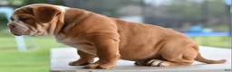 Mixed Breed dogs for sale: Hercules Bulldog hybrid  - Ad 6