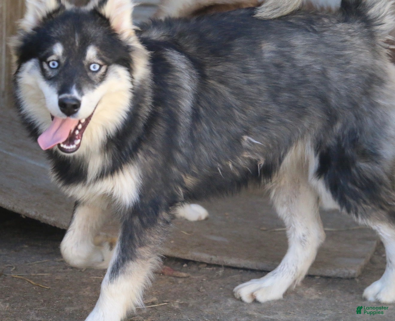 Pomsky dogs for sale: Duke - Ad 2